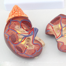 KIDNEY04 (12433) Life Size Health Kidney Anatomical Model in 2 Parts